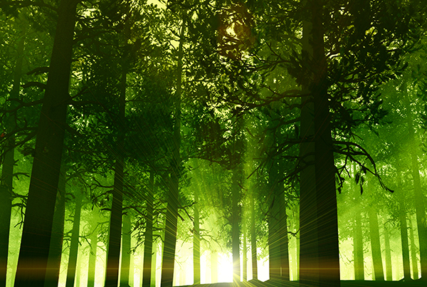 Green Forest